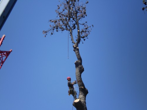 Tree Surgery, Lopping, Pruning & Removal Melbourne, Toorak, Brighton, South Yarra