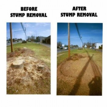 tree removal, stump removal, tree pruning & lopping, hedge trimming