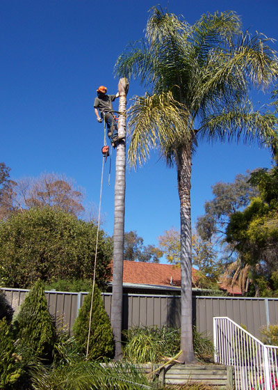tree services, removal, lopping, landscaping